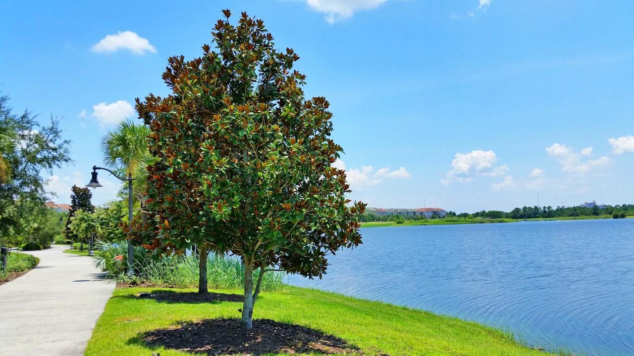 Universal Palms Kissimmee Bagian luar foto